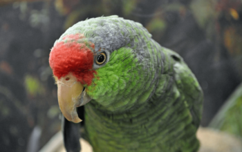 Green Headed Amazon Parrot