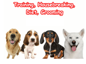 Free Dog Training Course